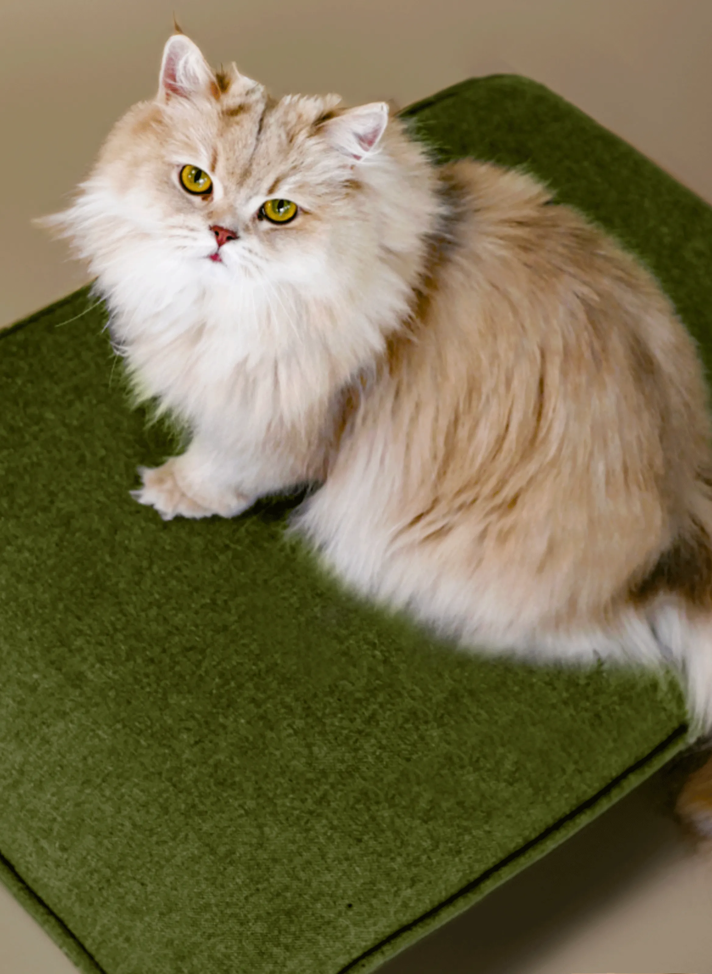 BOGAREL  Tapis pour chien ou chat Eden - Vert