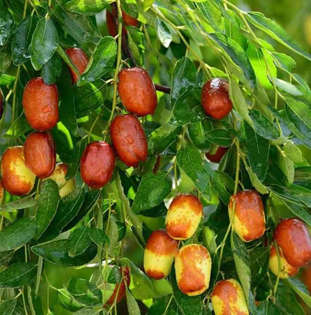 Zizyphus jujuba (jujubier, datte chinoise) pot de 3 litres - 80/100 cm